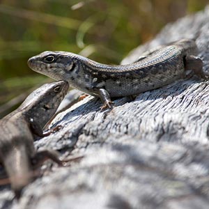 White’s Skink