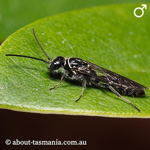 Aeolothynnus westwoodi, Flower Wasp, Tiphiidae, Tasmania