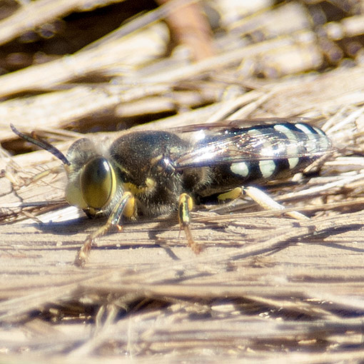 Bembix furcata, blue sand wasp, Crabronidae, Tasmania