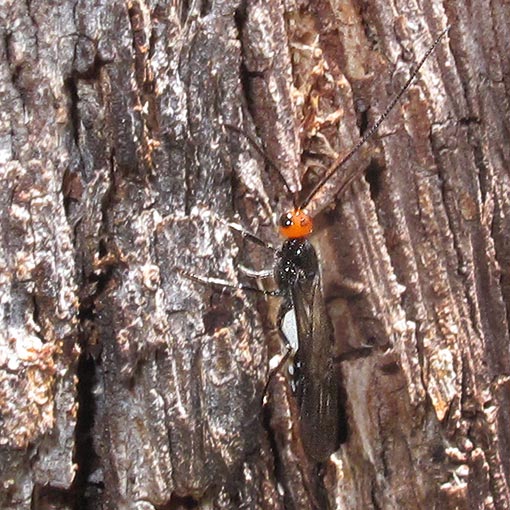Braconidae, wasp, Tasmania