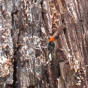 Braconinae sp.