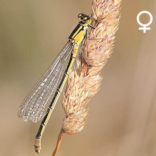 Common Bluetail, Ischnura heterosticta tasmanica, damselfly, Tasmania
