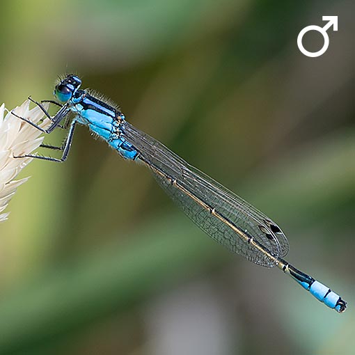 Common Bluetail, Ischnura heterosticta tasmanica, damselfly, Tasmania
