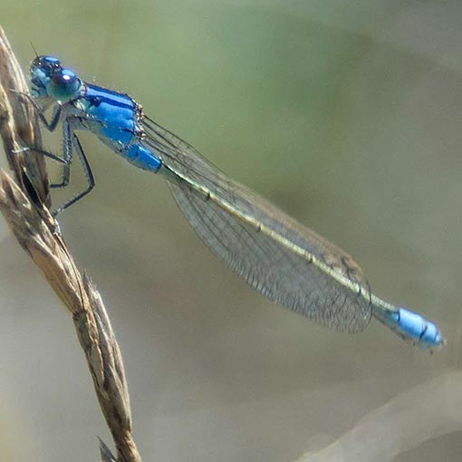 Common Bluetail, Ischnura heterosticta tasmanica, damselfly, Tasmania