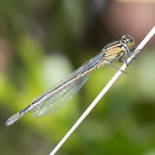 Common Bluetail, Ischnura heterosticta tasmanica, damselfly, Tasmania