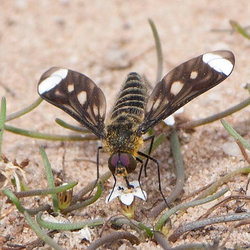 Comptosia ocellata, Bee-fly, Bombyliidae, Tasmania