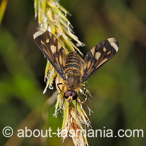 Comptosia ocellata, Bee-fly, Bombyliidae, Tasmania