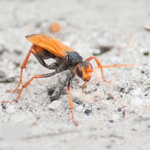 Cryptocheilus australis