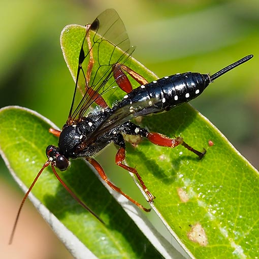 Echthromorpha intricatoria, Ichneumonidae, wasp, Tasmania