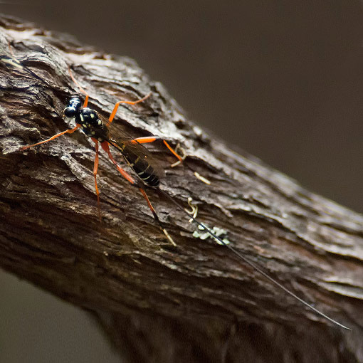 Ichneumonidae, wasp, Tasmania