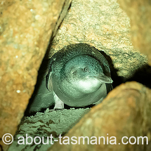 Little Penguin, Eudyptula minor, Tasmania