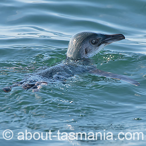 Little Penguin, Eudyptula minor, Tasmania