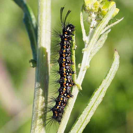 Nyctemera amicus, caterpillar, moth, Tasmania