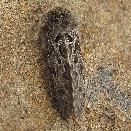 Oncopera intricata, moth, Tasmania