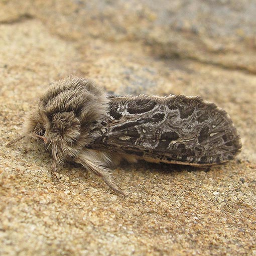 Oncopera intricata, moth, Tasmania