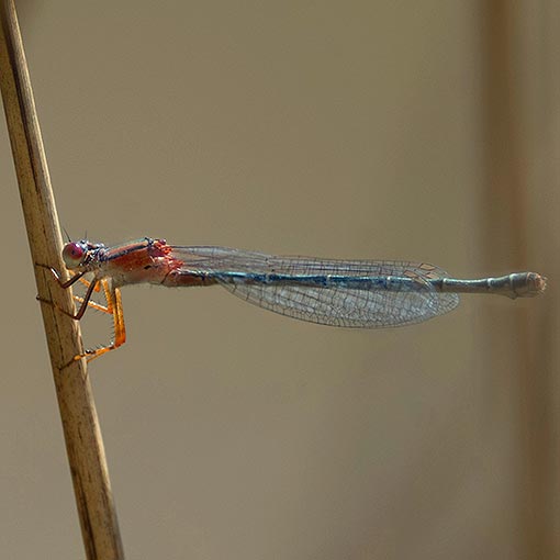 Xanthagrion erythroneurum, damselfly, Tasmania