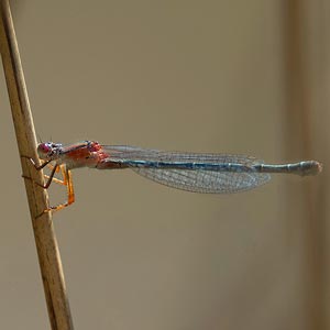 Red and Blue Damsel