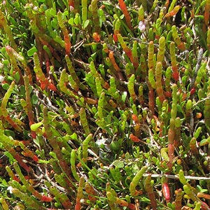 Sarcocornia quinqueflora