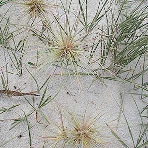 Spinifex sericeus