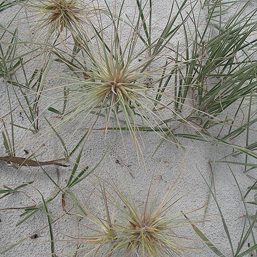 Spinifex sericeus, Hairy Spinifex, Tasmania