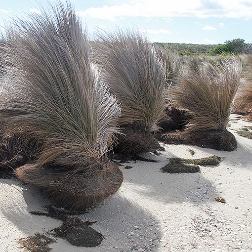 Stipa stipoides, Prickly Spear Grass, Tasmania
