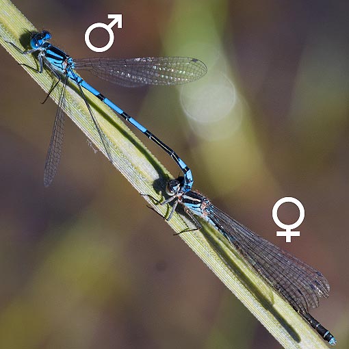 Swamp Bluet, Coenagrion lyelli, damselfly, Tasmania