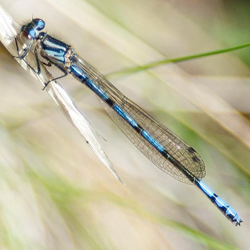 Swamp Bluet, Coenagrion lyelli, damselfly, Tasmania