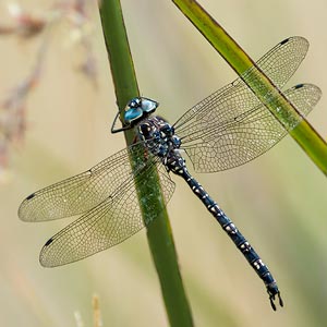 Swamp Darner