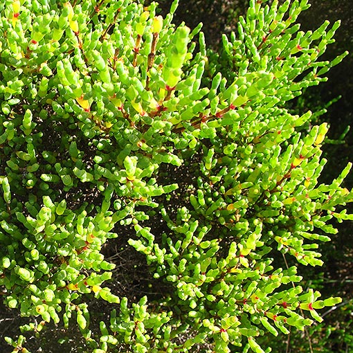 Tecticornia arbuscula, shrubby glasswort, Tasmania