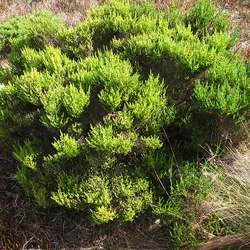 Tecticornia arbuscula, shrubby glasswort, Tasmania