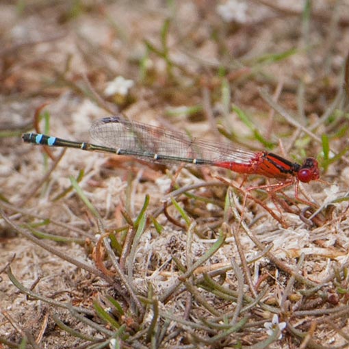 Xanthagrion erythroneurum, damselfly, Tasmania