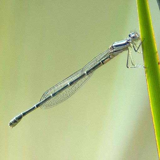Xanthagrion erythroneurum, damselfly, Tasmania