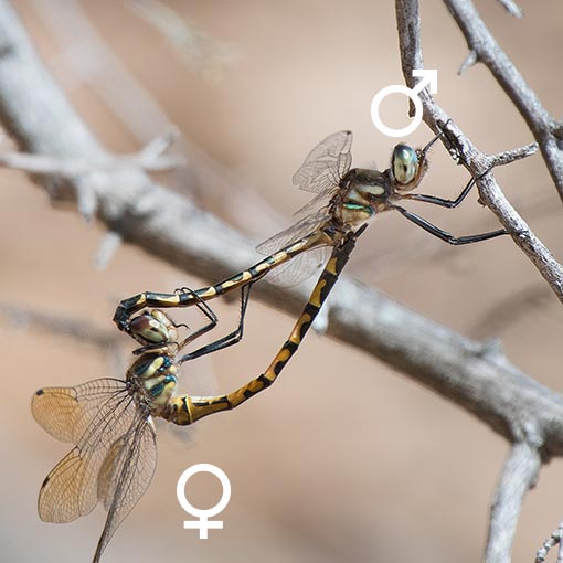 Hemicordulia australiae, dragonfly, Tasmania