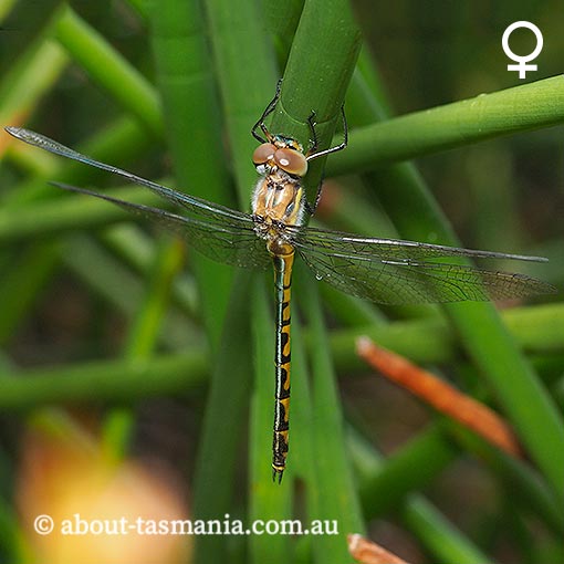 Hemicordulia australiae, dragonfly, Tasmania