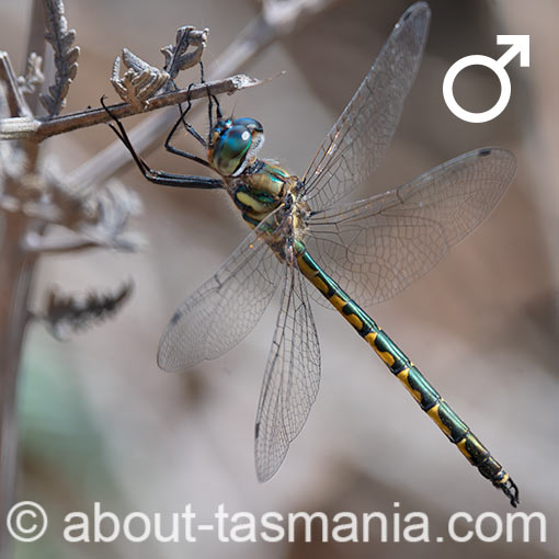 Hemicordulia australiae, dragonfly, Tasmania