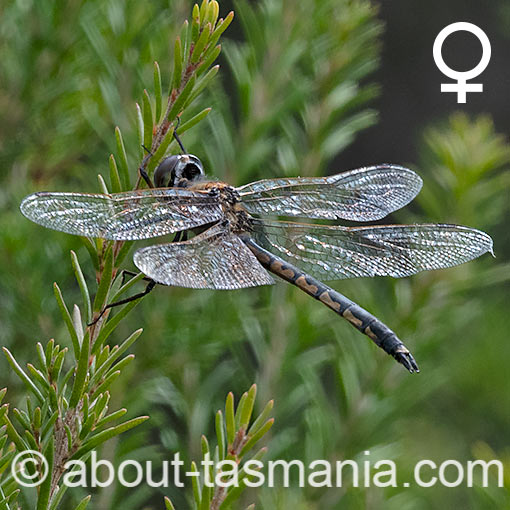 Hemicordulia australiae, dragonfly, Tasmania
