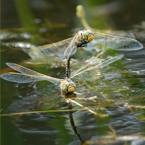 Anax papuensis, Australian Emperor, dragonfly, Tasmania