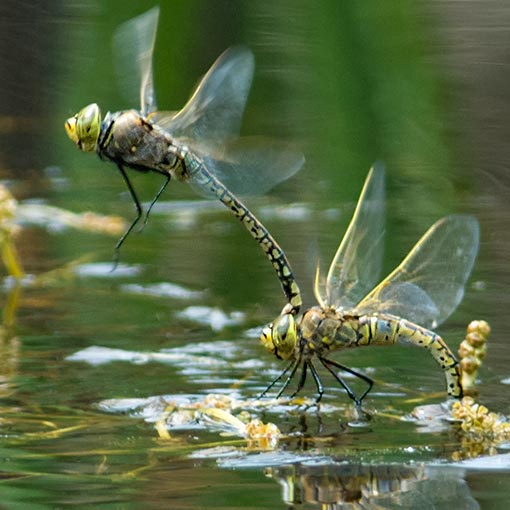 Anax papuensis, Australian Emperor, dragonfly, Tasmania