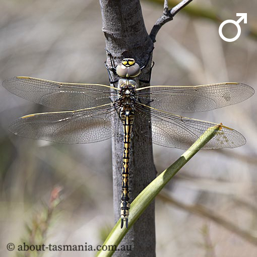Anax papuensis, Australian Emperor, dragonfly, Tasmania