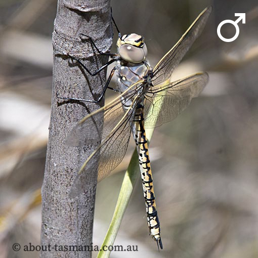 Anax papuensis, Australian Emperor, dragonfly, Tasmania