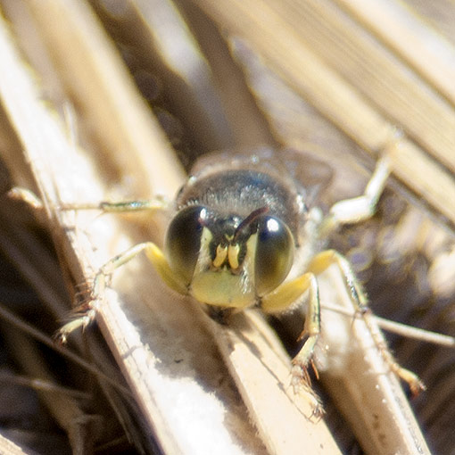 Bembix furcata, blue sand wasp, Crabronidae, Tasmania