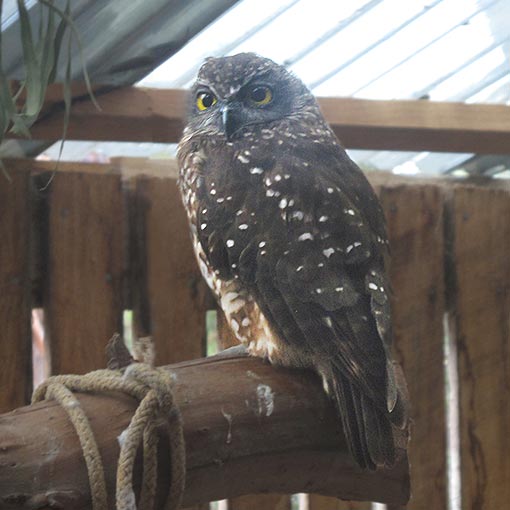 Ninox novaeseelandiae, Morepork, Tasmanian Spotted Owl