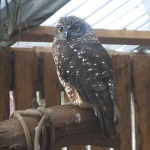 Tasmanian Spotted Owl
