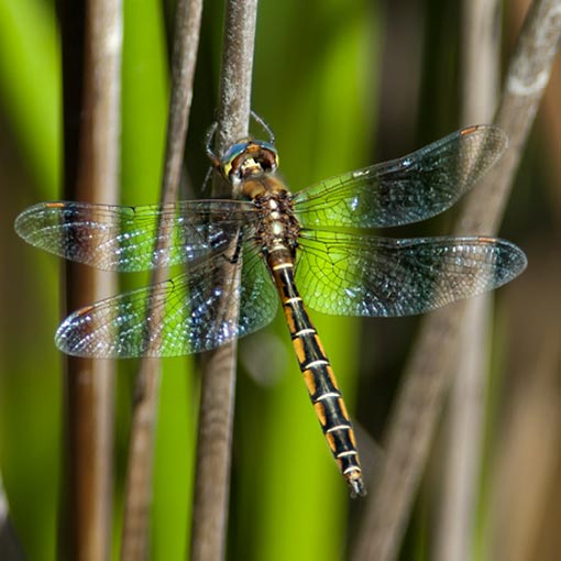 Procordulia jacksoniensis, Eastern Swamp Emerald, dragonfly, Tasmania