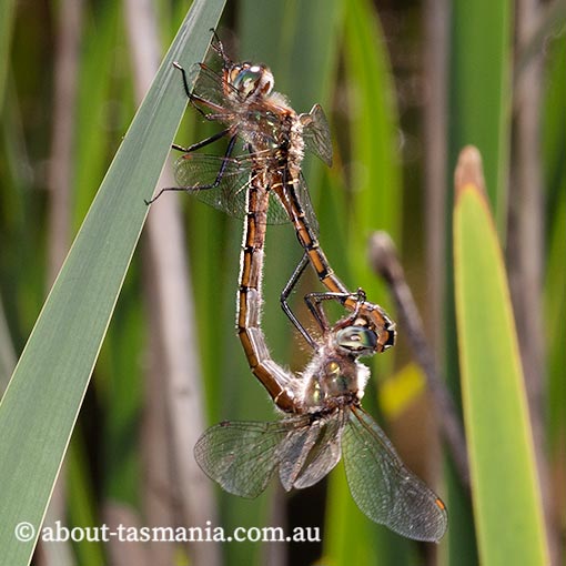 Procordulia jacksoniensis, Eastern Swamp Emerald, Tasmania, dragonfly