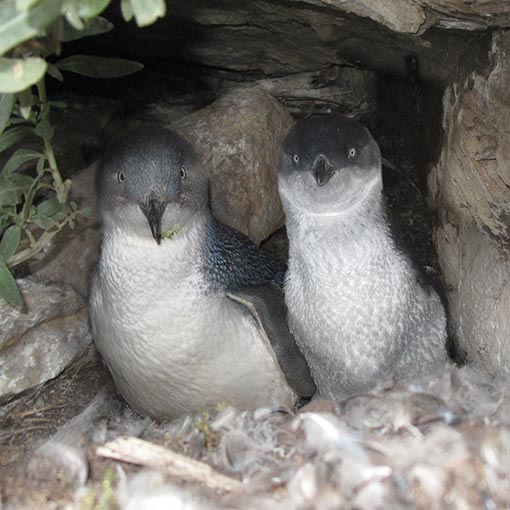 Little Penguin, Eudyptula minor, Tasmania