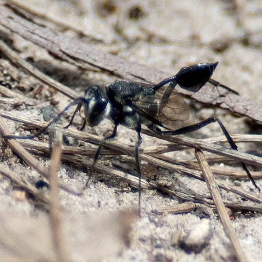 Acanthinevania sp.,<br />
hatchet wasp, Evaniidae, Tasmania