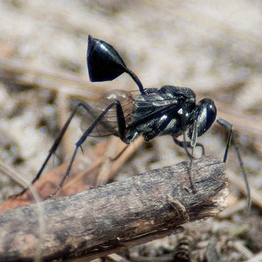 Acanthinevania sp., hatchet wasp, Evaniidae, Tasmania