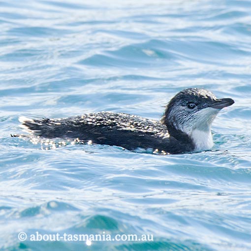 Little Penguin, Eudyptula minor, Tasmania