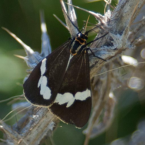 Nyctemera amicus, moth, Tasmania